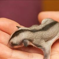 Petauri dello zuccherop