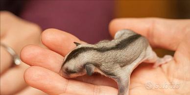 Petauri dello zuccherop