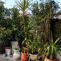 X GIARDINO X ESTERNO PIANTE YUCCA METRI 2.50 