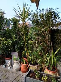 X GIARDINO X ESTERNO PIANTE YUCCA METRI 2.50 