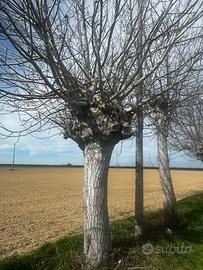 Albero di noce