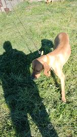Pointer