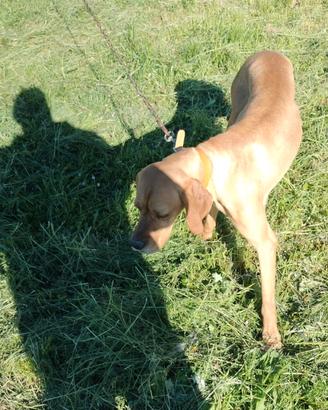Pointer