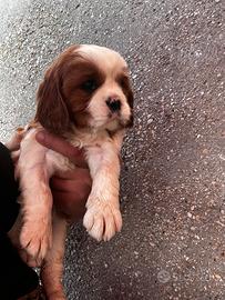 Cuccioli cavalier king