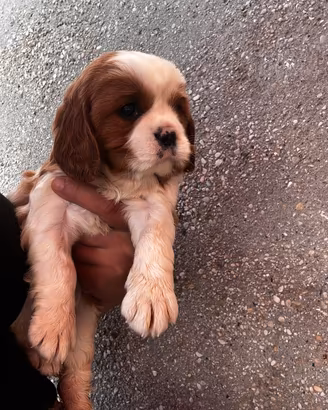 Cuccioli cavalier king