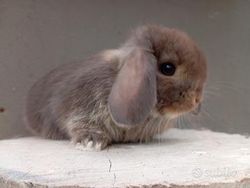 Cuccioli conigli nani ariete
