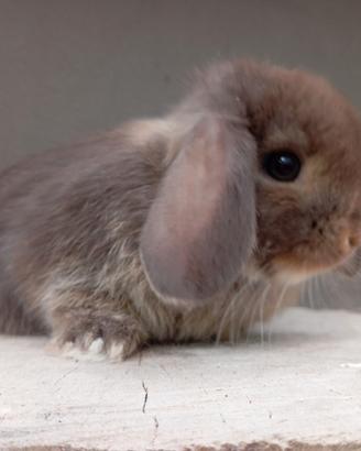Cuccioli conigli nani ariete