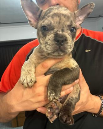 Cucciolo di bulldog francese