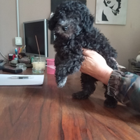 Barboncini toy silver