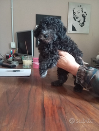 Barboncini toy silver