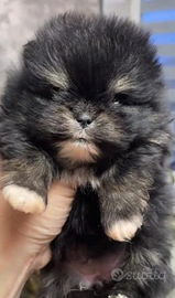 Spitz di Pomerania nano