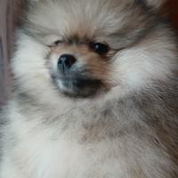 Cucciolo Spitz tedesco nano Pomerania