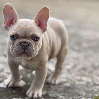 Cucciolo bulldog francese Isabella Fawn