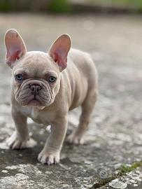 Cucciolo bulldog francese Isabella Fawn