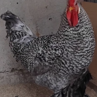 1 gallo e 1 galletto