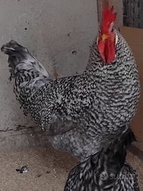 1 gallo e 1 galletto