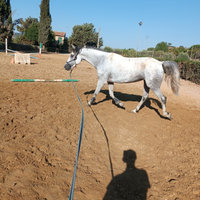 Cavalla per passeggiate