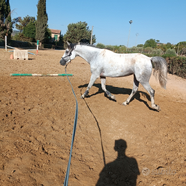 Cavalla per passeggiate