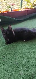 Gatti siberiani disponibili 350euro