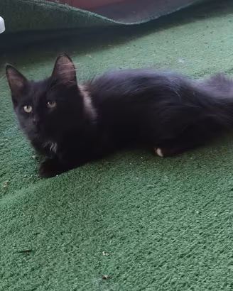 Gatti siberiani disponibili 350euro