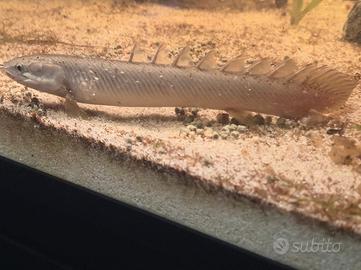 Cessione Polypterus Senegalus 18-20 cm