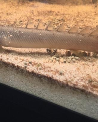 Cessione Polypterus Senegalus 18-20 cm