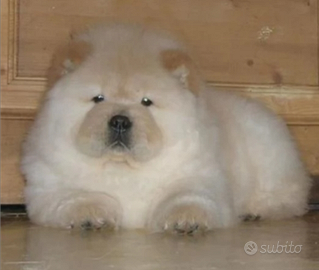 Chow Chow disponibili fine settembre