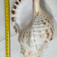 Charonia Tritonis Piccola 27 Cm Mediterraneo