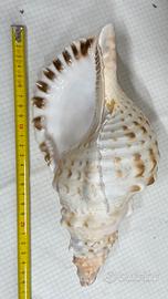 Charonia Tritonis Piccola 27 Cm Mediterraneo