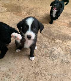 Adozione cuccioli