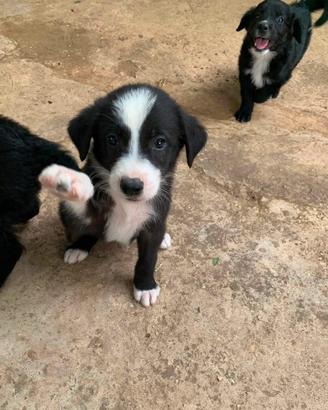 Adozione cuccioli