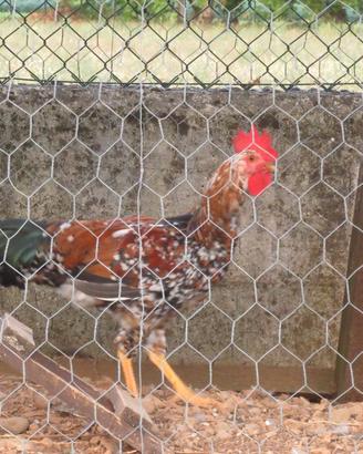 Gallo Millefiori di Lonigo