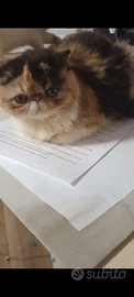 Exotic shorthair. Persiana a pelo corto tricolore