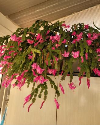 Pianta Zigocactus