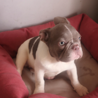 Bouledogue francese bulldog