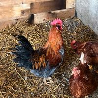 Galli pronti alla riproduzione Kebir