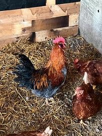 Galli pronti alla riproduzione Kebir