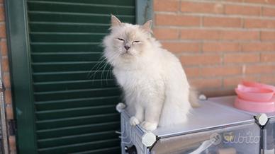 Cuccioli sacro di birmania