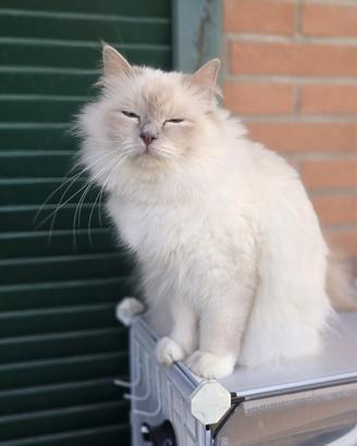 Cuccioli sacro di birmania