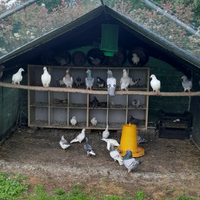 Piccione viaggiatore