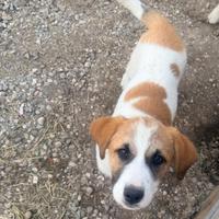 Cucciolina maremmano
