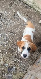 Cucciolina maremmano