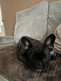 Cucciolo bulldog francese