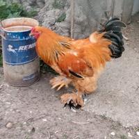 Gallo Brahma