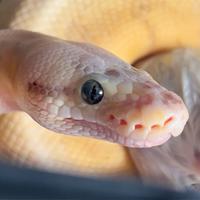 Pitone Reale Shertbert Fly Poss Red Stripe