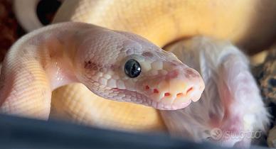 Pitone Reale Shertbert Fly Poss Red Stripe