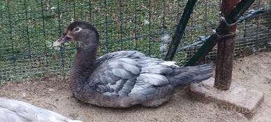 Anatre mute grigio perla/blù selvatico/lilla