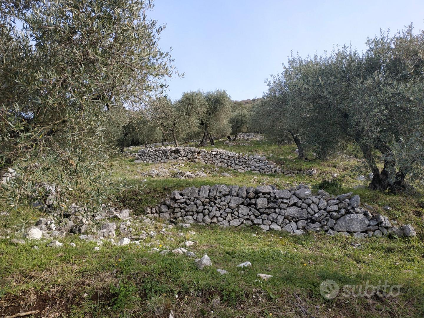 Magazzino C2 eTerreno Agricolo Uliveto 3.1 Ettari - Vista 2