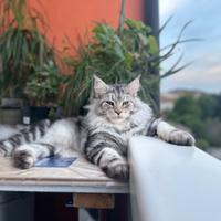 Maschio Maine coon per monta