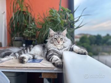 Maschio Maine coon per monta